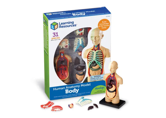 human anatomy model body