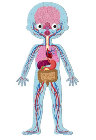 EDU PUZZ - HUMAN BODY - 50,75,100 PC