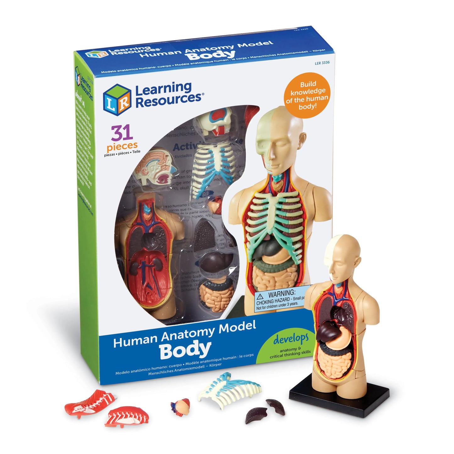 Human Body Anatomy Model